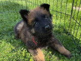 7 chiots Bergers Belges Tervueren LOF fauve charbonné disponibles à l’achat
