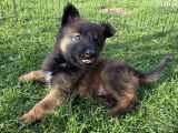 7 chiots Bergers Belges Tervueren LOF fauve charbonné disponibles à l’achat