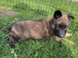 7 chiots Bergers Belges Tervueren LOF fauve charbonné disponibles à l’achat