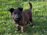 7 chiots Bergers Belges Tervueren LOF fauve charbonné disponibles à l’achat