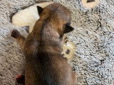 5 chiots Chihuahuas LOF disponibles à la réservation