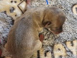 5 chiots Chihuahuas LOF disponibles à la réservation
