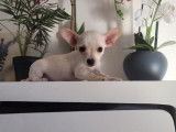 4 chiots femelles Chihuahuas mini non LOF à la vente
