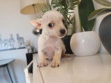 4 chiots femelles Chihuahuas mini non LOF à la vente