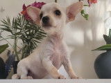 4 chiots femelles Chihuahuas mini non LOF à la vente