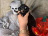 Un chiot Spitz Pomeranian nain mâle LOF à réserver