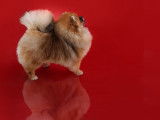 Un chiot Spitz Pomeranian nain mâle LOF à réserver