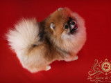 Un chiot Spitz Pomeranian nain mâle LOF à réserver