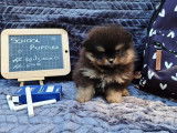 Un chiot Spitz Pomeranian nain mâle LOF à réserver