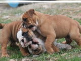 &Agrave; la r&eacute;servation : 3 chiots Bulldogs Anglais fauves LOF