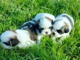 Mise à la réservation de 3 chiots Shih Tzu non LOF