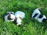 Mise à la réservation de 3 chiots Shih Tzu non LOF