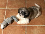 Mise à la réservation de 3 chiots Shih Tzu non LOF