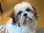 Mise à la réservation de 3 chiots Shih Tzu non LOF
