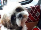 Mise à la réservation de 3 chiots Shih Tzu non LOF