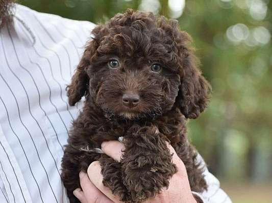 6 chiots Chiens d'Eau Espagnols LOF disponibles à la réservation