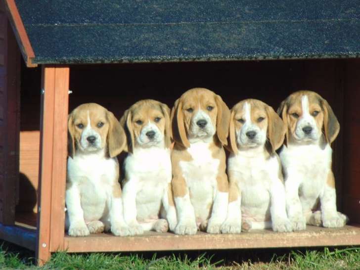 5 chiots Beagles tricolores non LOF à réserver