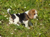 5 chiots Beagles tricolores non LOF à réserver