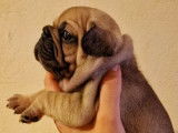 Mise à la réservation de 3 chiots Bouledogues Français