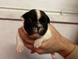 Mise &agrave; la r&eacute;servation de 3 chiots Bouledogues Fran&ccedil;ais non LOF
