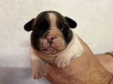 Mise &agrave; la r&eacute;servation de 3 chiots Bouledogues Fran&ccedil;ais non LOF