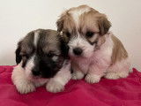 À la réservation : 2 chiots Cotons de Tuléar mâles (LOF)