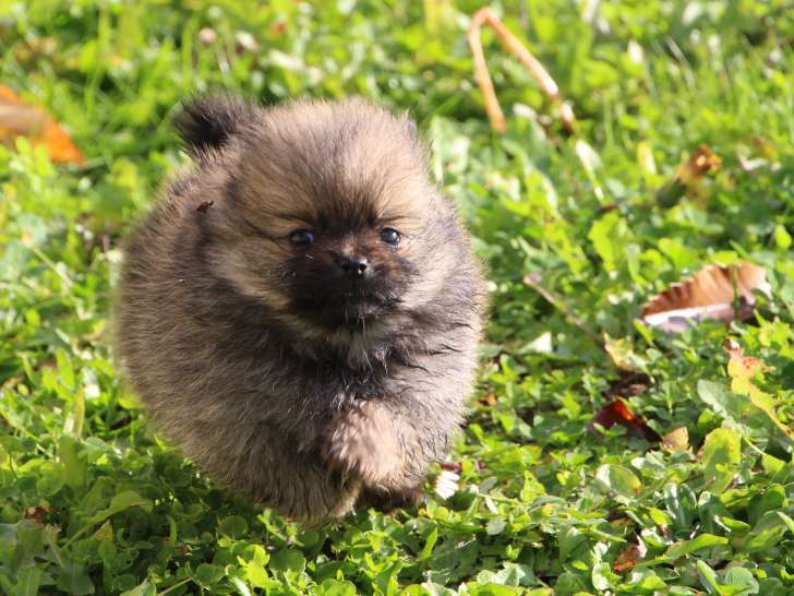 Adorable chiot mâle Spitz Nain charbonné à vendre Petite Annonce chien