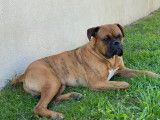 Cherche femelle Boxer pour saillie