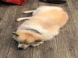 De type Spitz Allemand disponible pour saillie