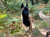 Réservation pour 9 chiots Bergers Belges Malinois LOF