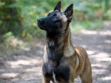 Réservation pour 9 chiots Bergers Belges Malinois LOF