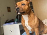 American Staffordshire Terrier disponible pour saillie