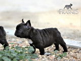 À vendre 5 chiots Bouledogues Français LOF