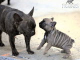 À vendre 5 chiots Bouledogues Français LOF