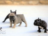 À vendre 5 chiots Bouledogues Français LOF