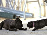 À vendre 5 chiots Bouledogues Français LOF