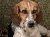 Vente d’un chiot femelle Beagle Croisé tricolore