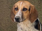 Vente d’un chiot femelle Beagle Croisé tricolore