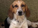 Vente d’un chiot femelle Beagle Croisé tricolore