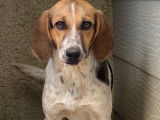 Vente d’un chiot femelle Beagle Croisé tricolore