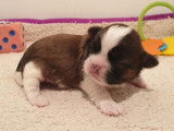 À réserver : 3 chiots Shih Tzu au pelage tricolore non LOF