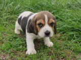 2 chiots Beagles LOF au pelage tricolore à vendre