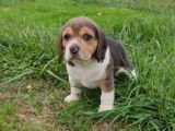 2 chiots Beagles LOF au pelage tricolore à vendre