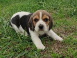 2 chiots Beagles LOF au pelage tricolore à vendre