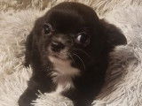À vendre : 2 chiots femelles Chihuahuas LOF