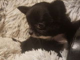 À vendre : 2 chiots femelles Chihuahuas LOF