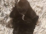 À vendre : 2 chiots femelles Chihuahuas LOF