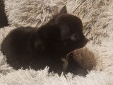 À vendre : 2 chiots femelles Chihuahuas LOF