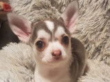 À vendre : 2 chiots femelles Chihuahuas LOF