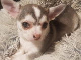 À vendre : 2 chiots femelles Chihuahuas LOF